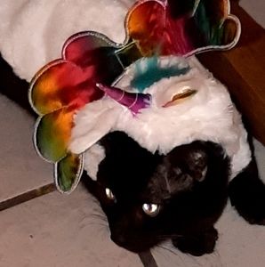 Meet your Posher, Judith